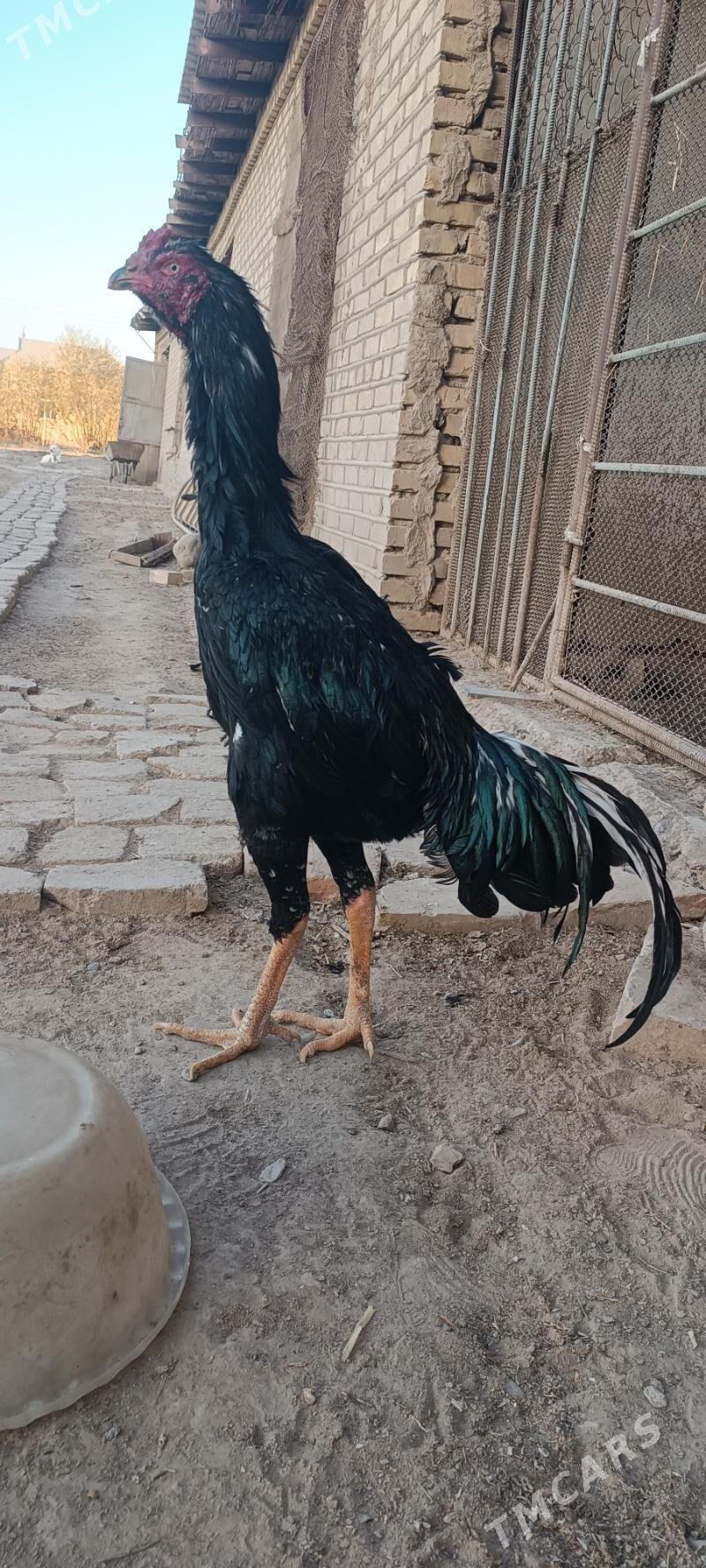 Paroda - Mary - img 2