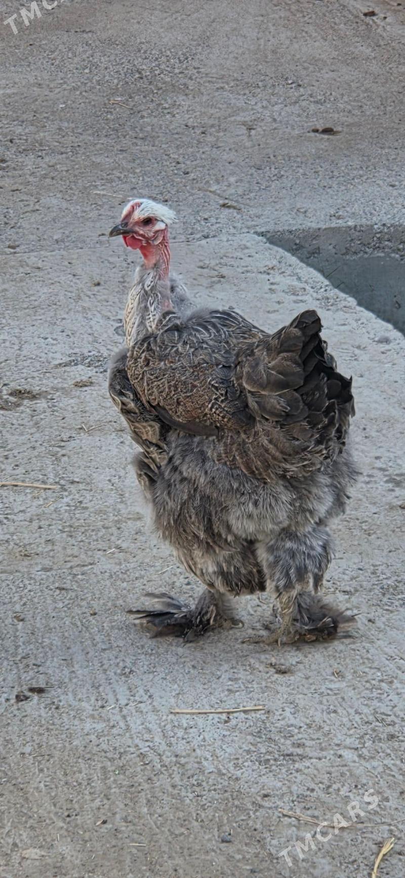 Towuk Horoz - Мары - img 3