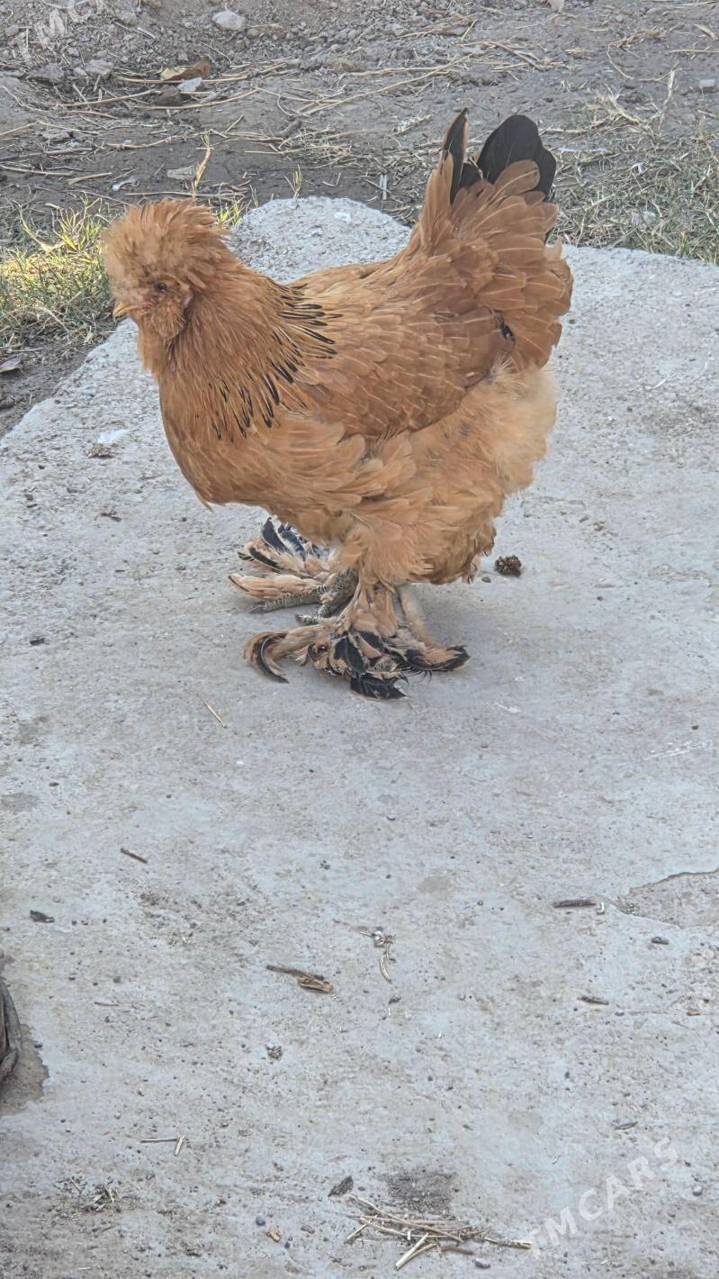 Towuk Horoz - Мары - img 7