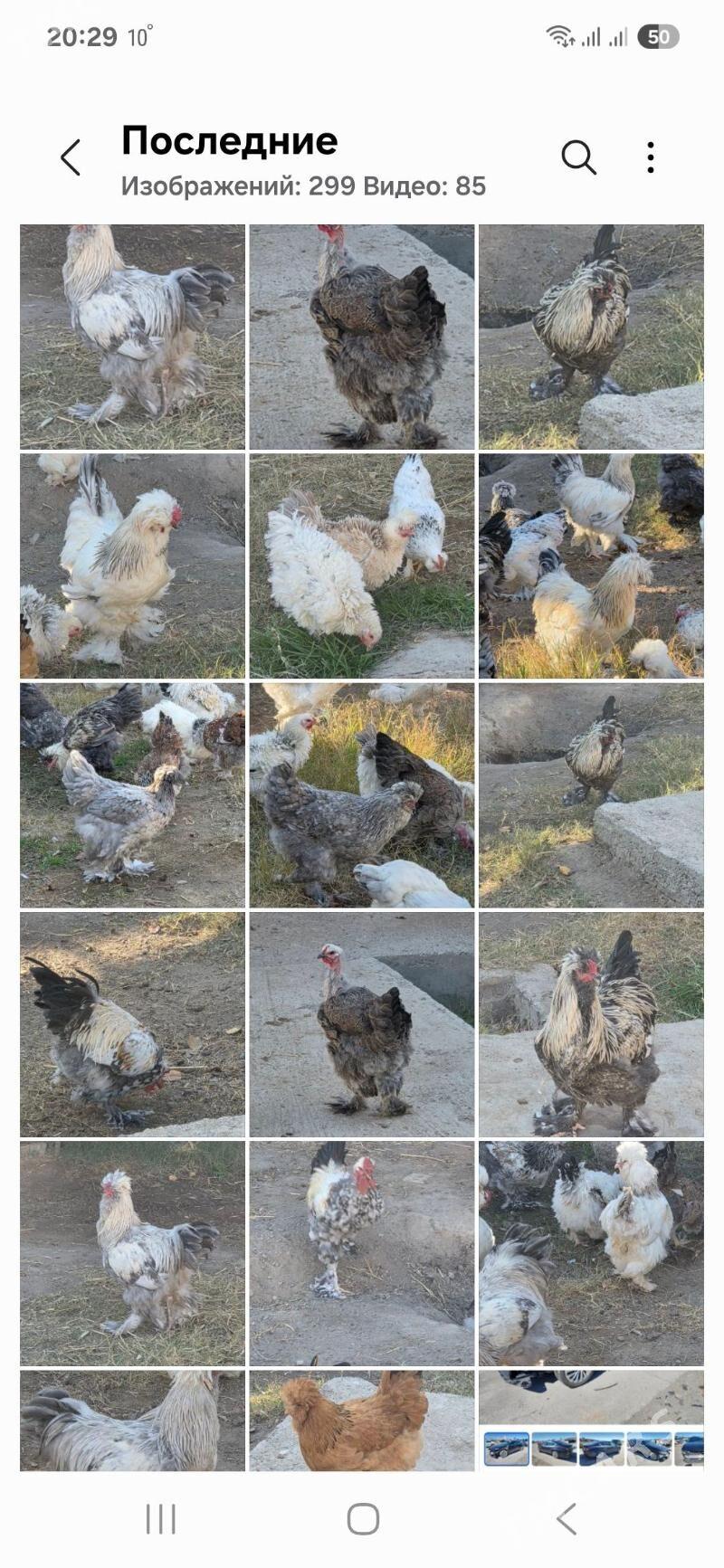 Towuk Horoz - Мары - img 2