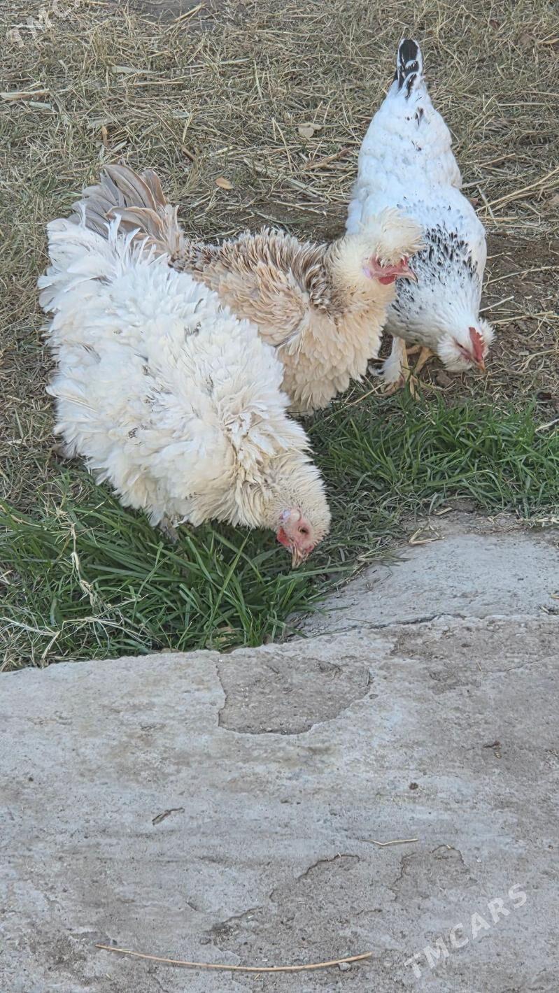 Towuk Horoz - Мары - img 5