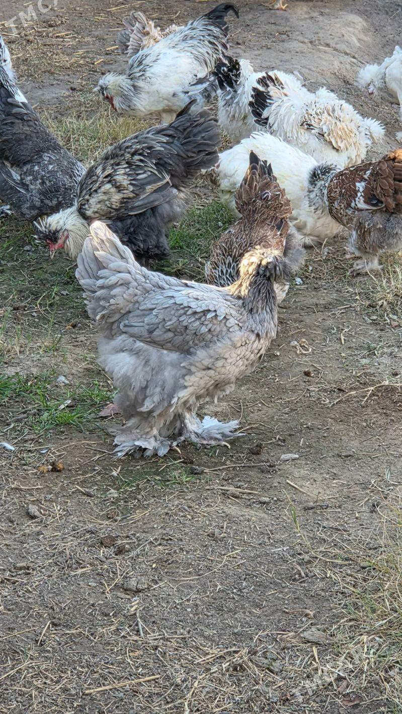 Towuk Horoz - Мары - img 6