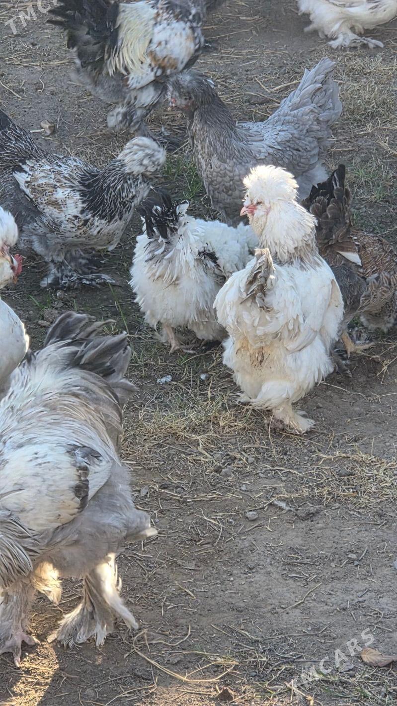 Towuk Horoz - Мары - img 9