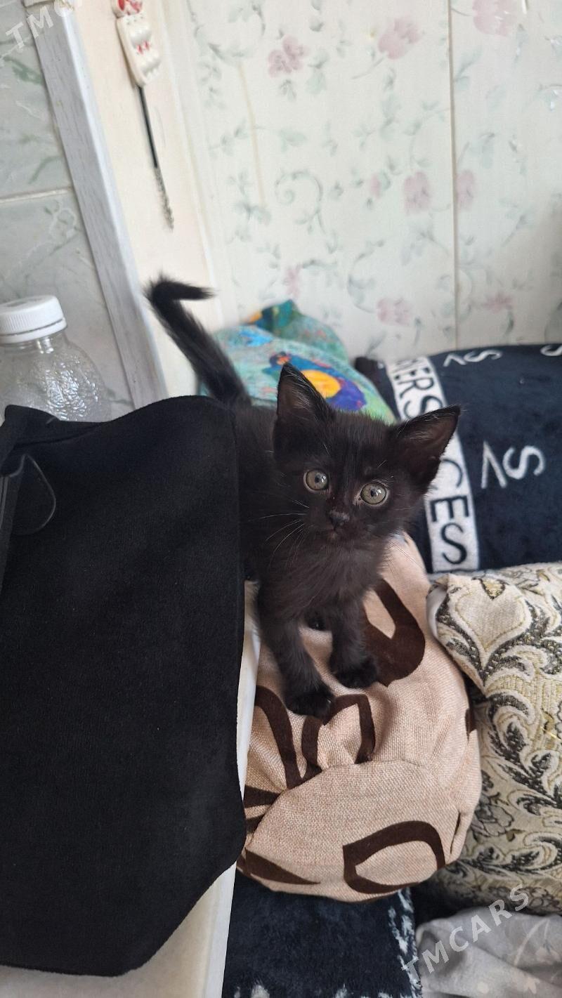 котик - Aşgabat - img 2