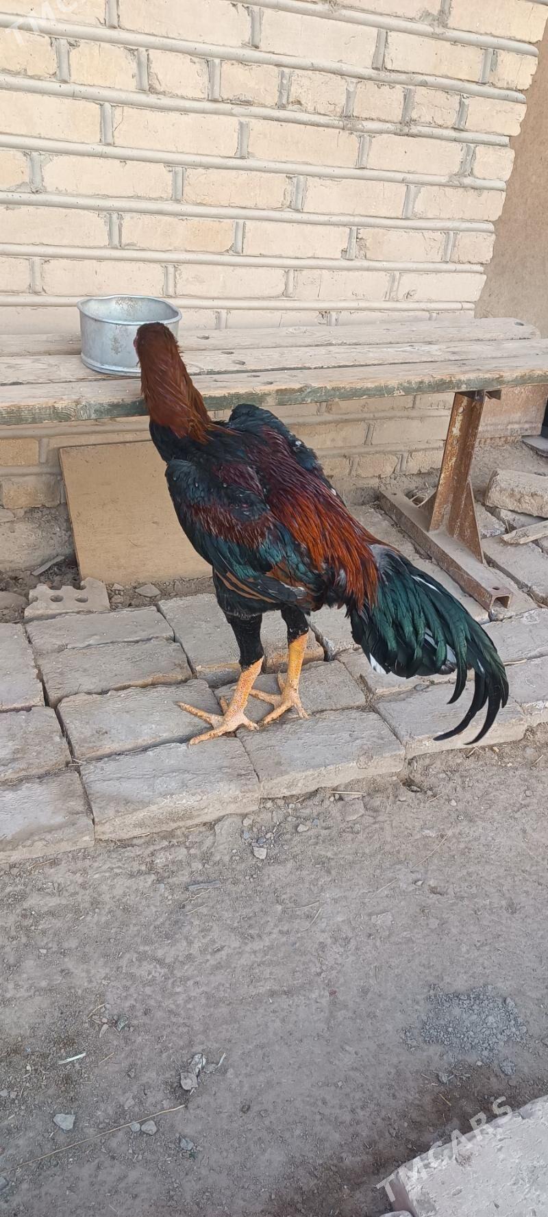 Paroda - Мары - img 2