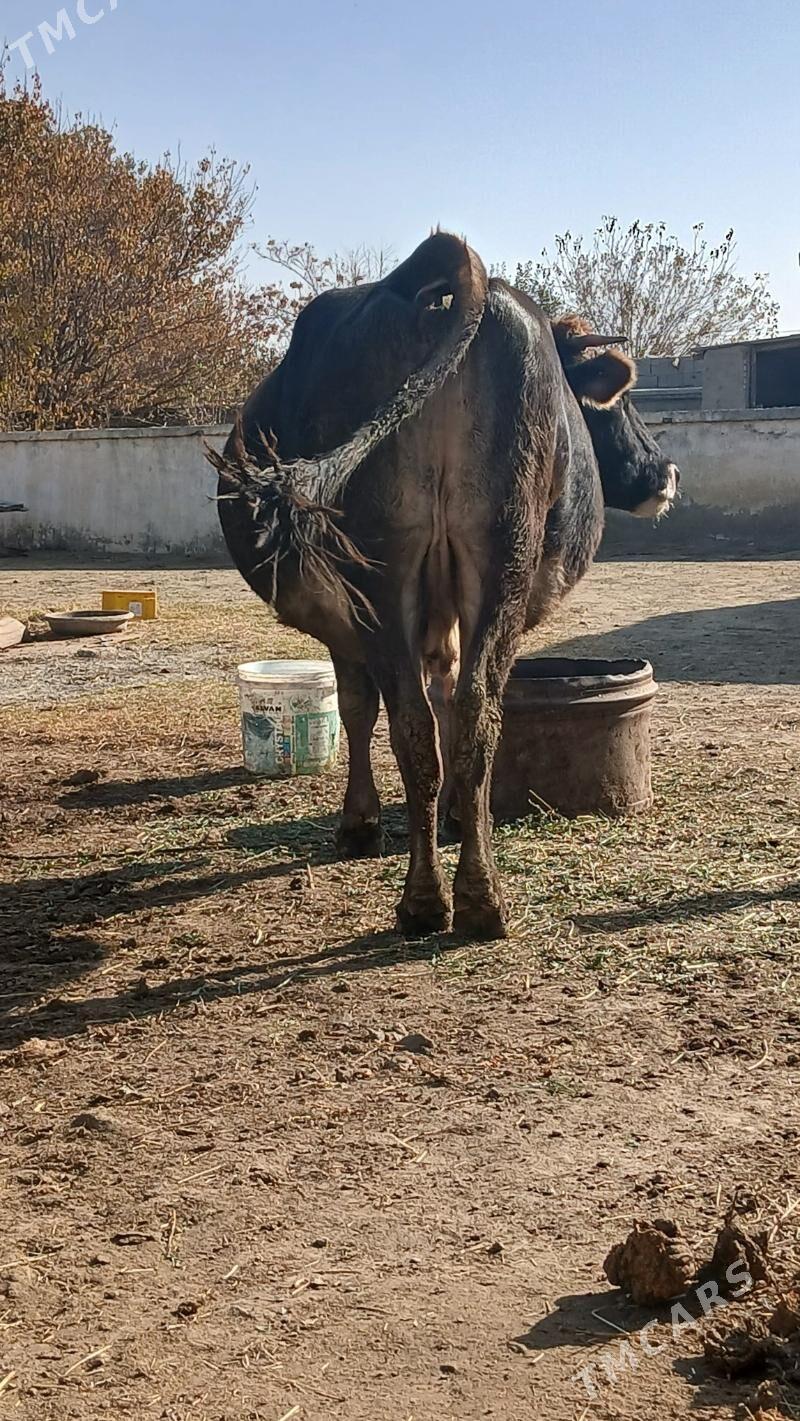 ARGINAL GOLELI SYGYR - Bäherden - img 3