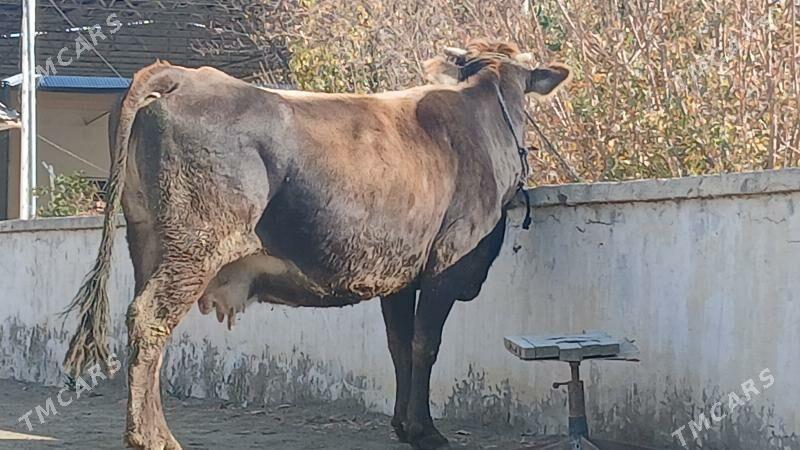 ARGINAL GOLELI SYGYR - Bäherden - img 2