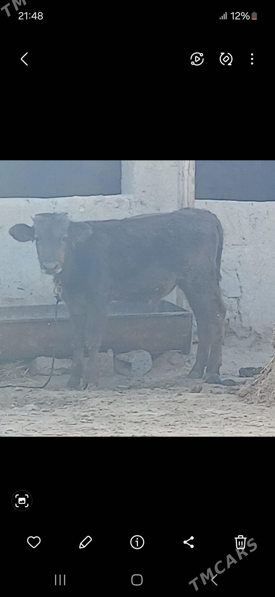 ARGINAL GOLELI SYGYR - Bäherden - img 4