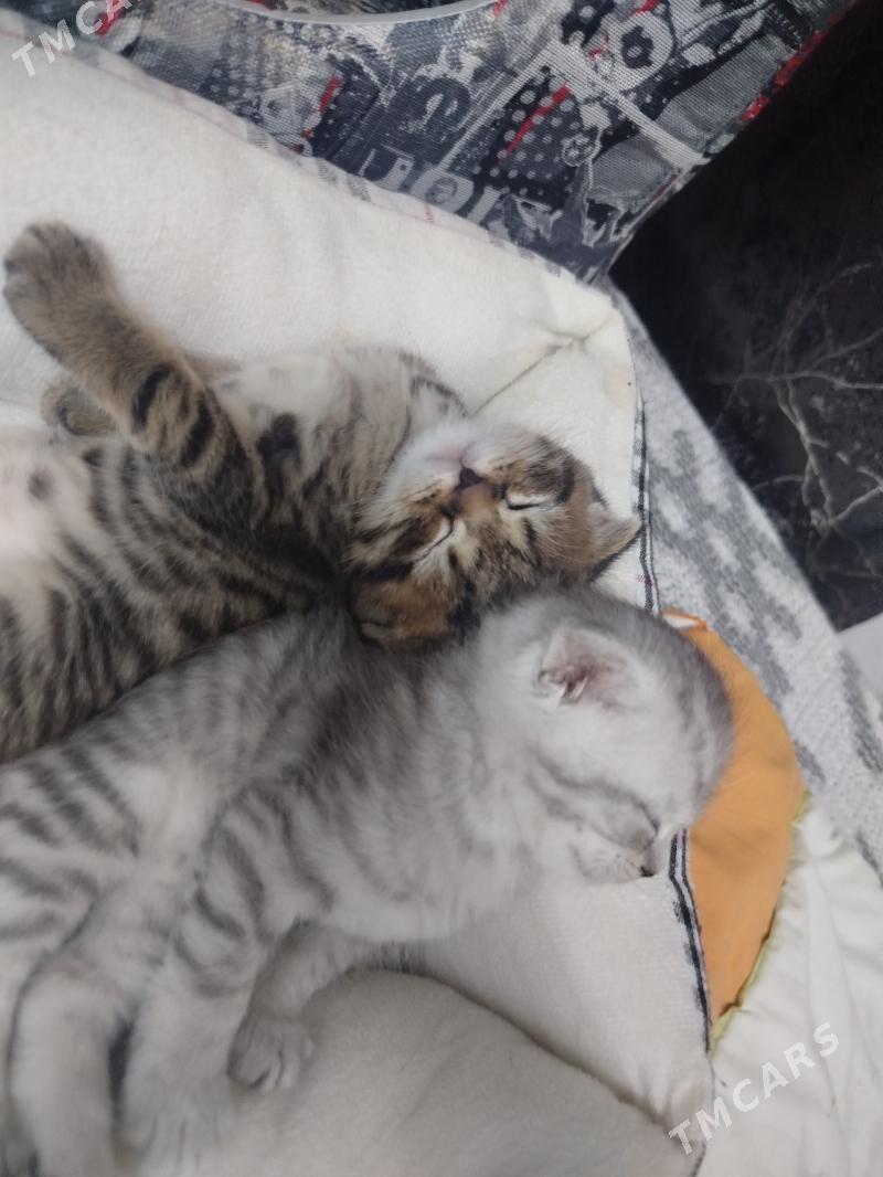 Шотландские шиншиллы - Aşgabat - img 5