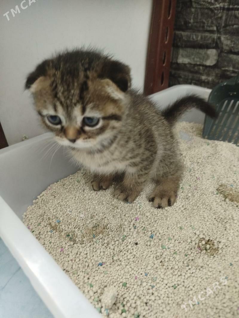 Шотландские шиншиллы - Aşgabat - img 3