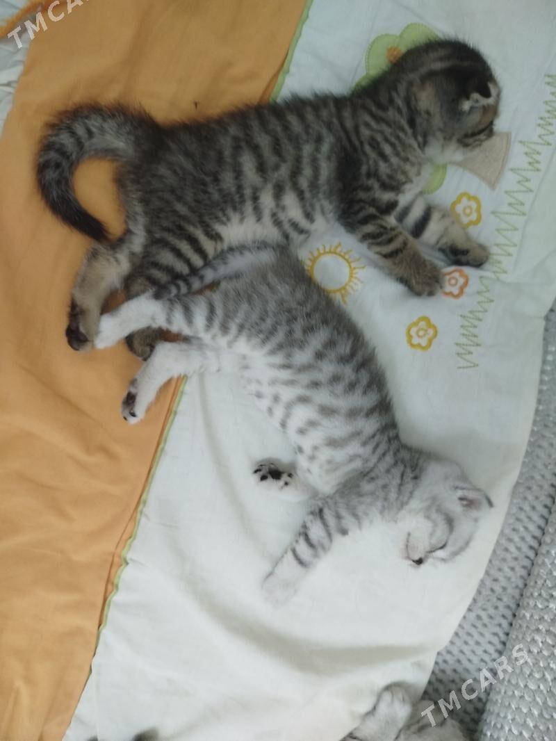 Шотландские шиншиллы - Aşgabat - img 4