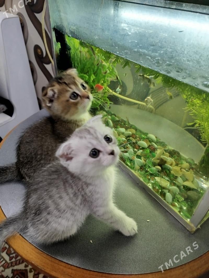 Шотландские шиншиллы - Aşgabat - img 6