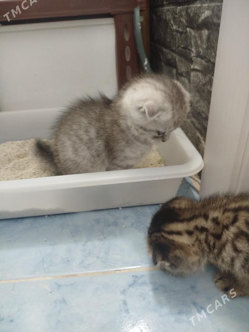 Шотландские шиншиллы - Aşgabat - img 2