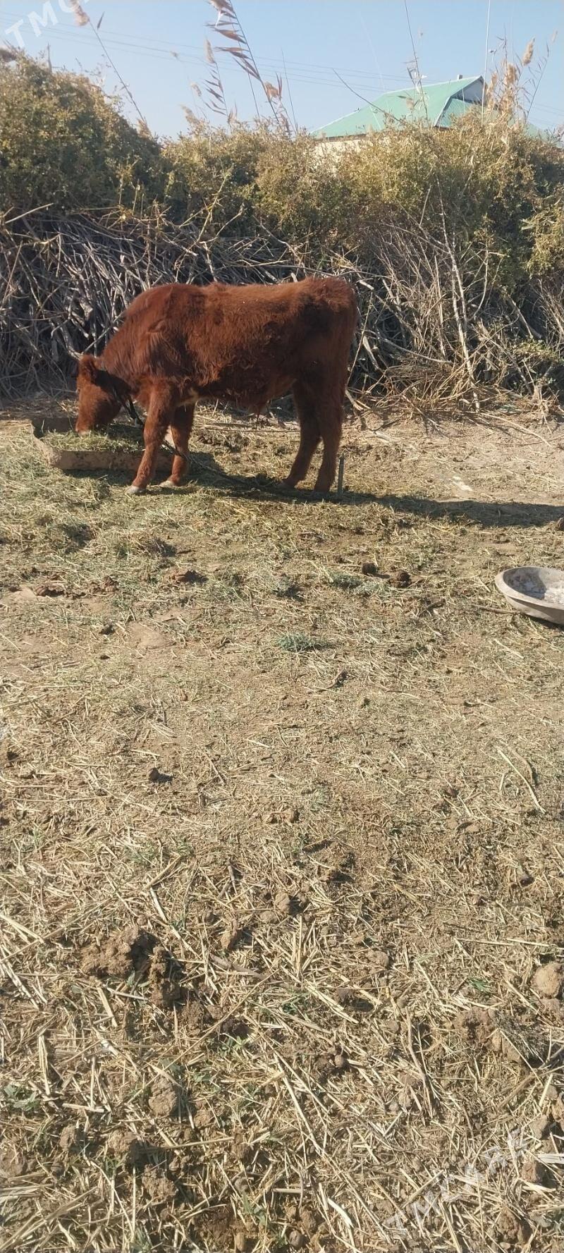 okiz - Бабадайхан - img 3