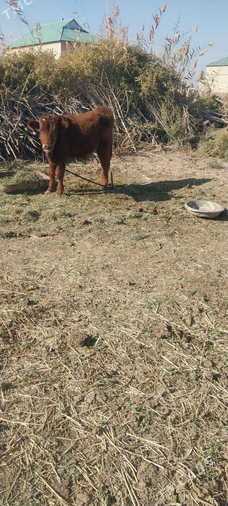 okiz - Бабадайхан - img 2