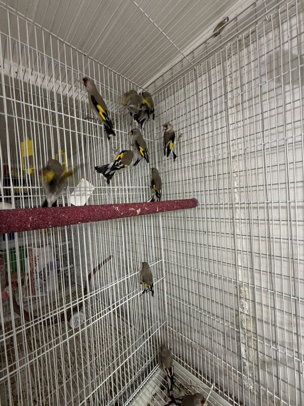 Şigol - Ашхабад - img 1