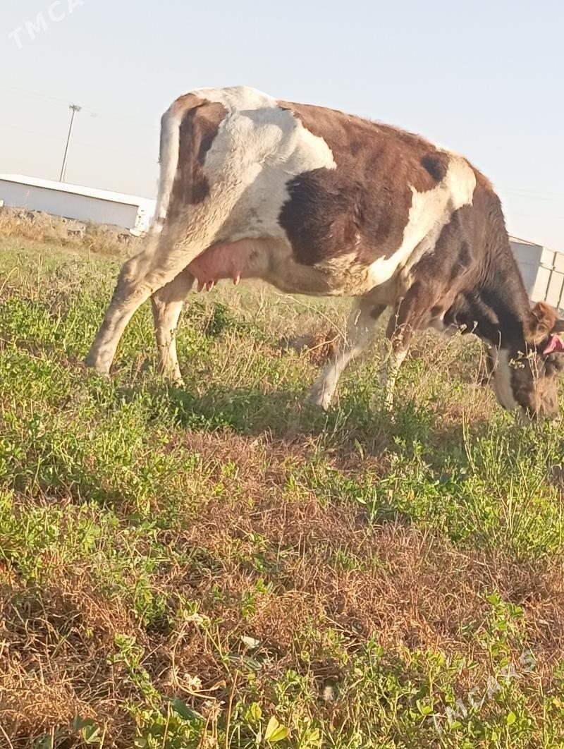 göleli sygyr - Bäherden - img 1