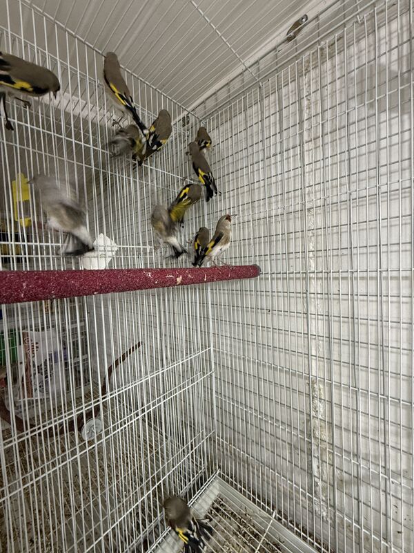 Şigol - Ашхабад - img 2