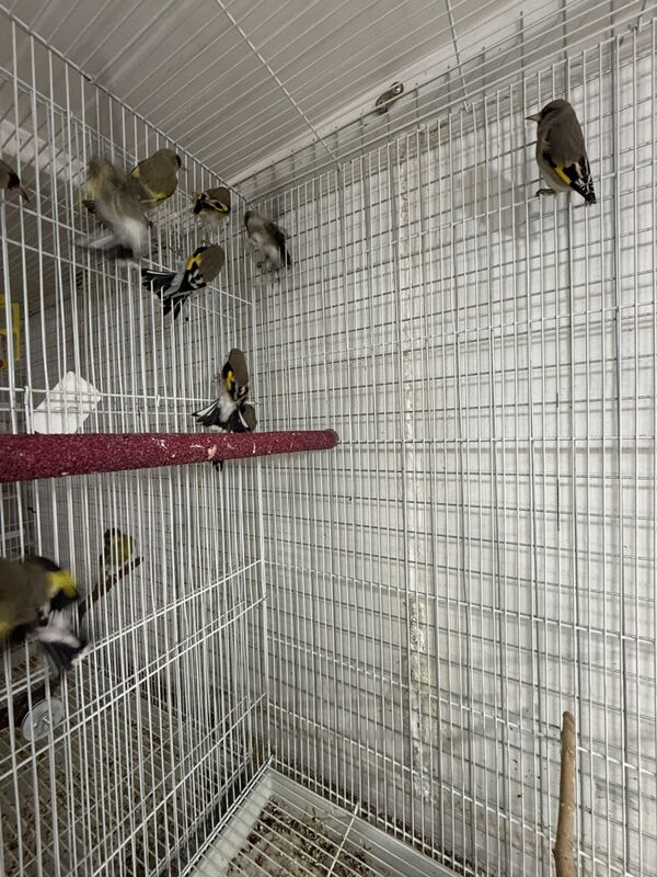 Şigol - Ашхабад - img 3