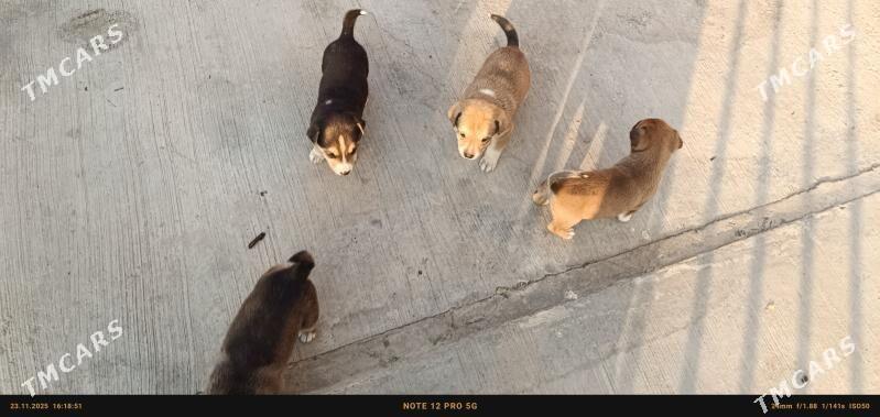 щенки. itler - Туркменабат - img 2