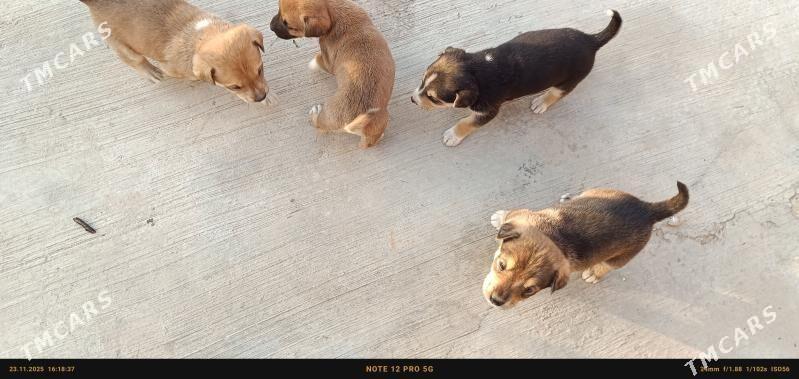 щенки. itler - Туркменабат - img 3