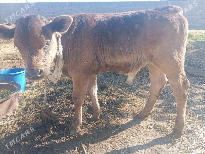 göleli sygyr - Bäherden - img 2