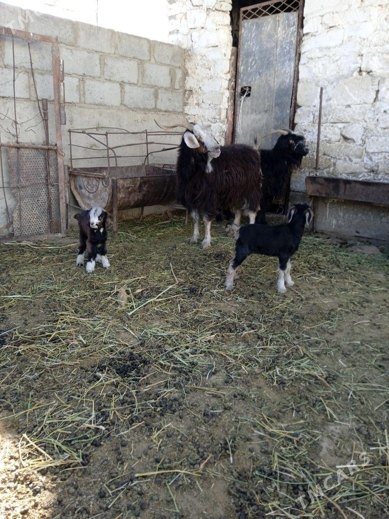 geci - Gumdag - img 2