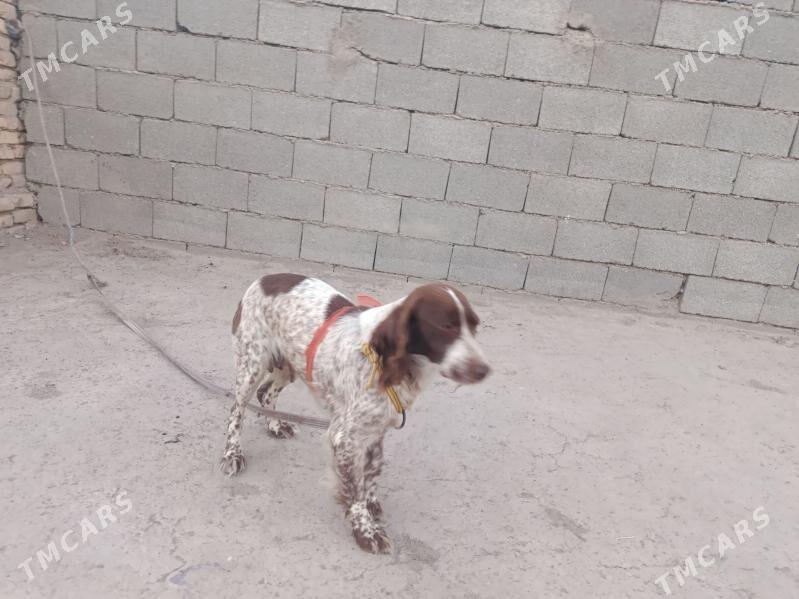 it - Шабатский этрап - img 2