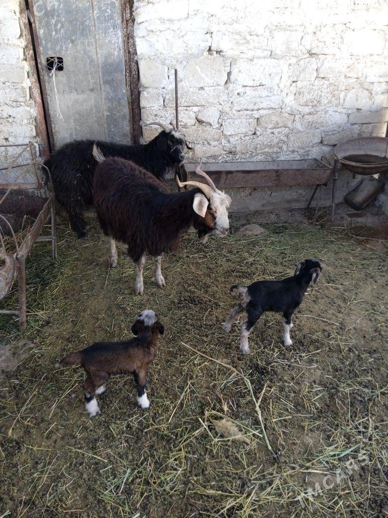 geci - Gumdag - img 1