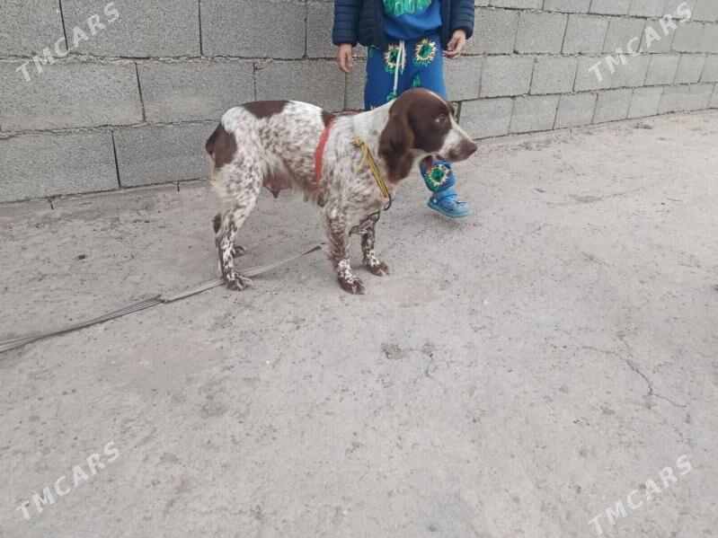 it - Шабатский этрап - img 1