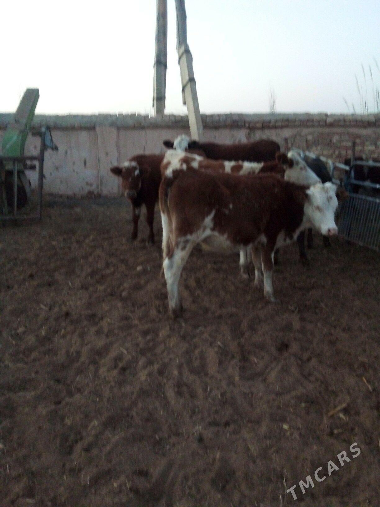 sygyr - Görogly (Tagta) - img 2