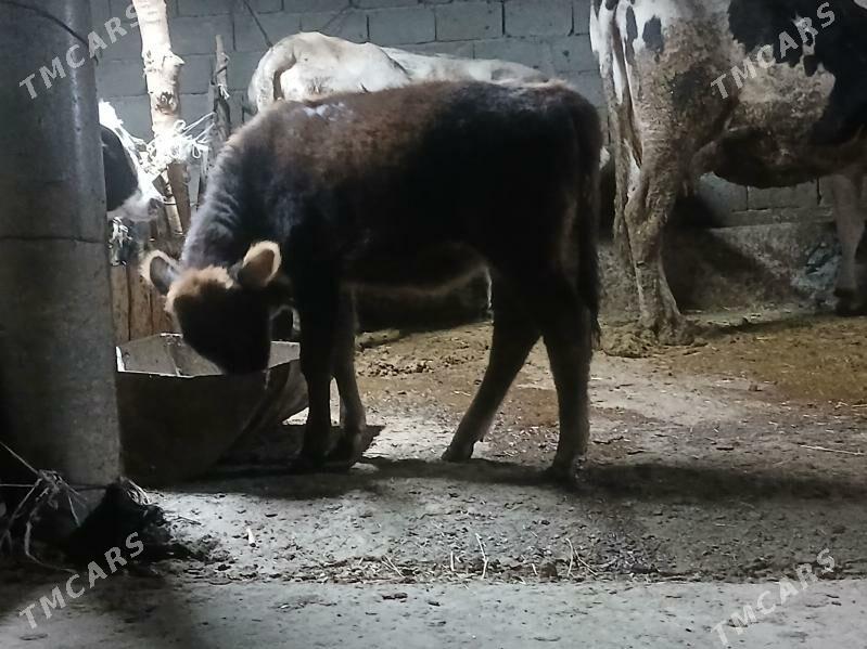 tuwe - Бахарден - img 2