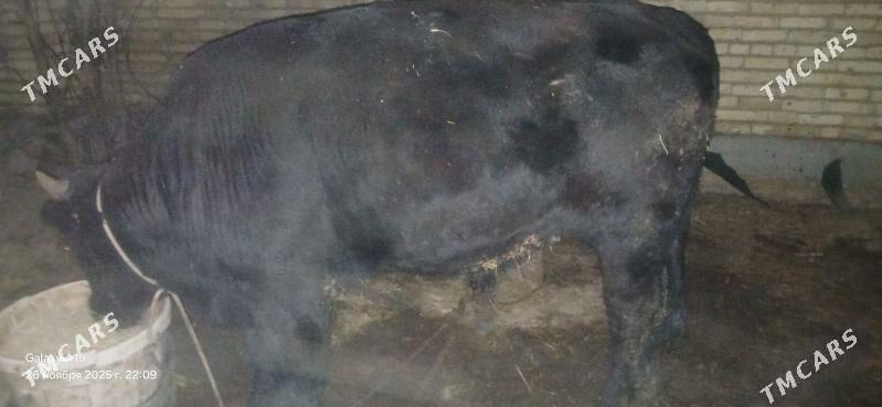 baklyk okuzler - Туркменабат - img 2