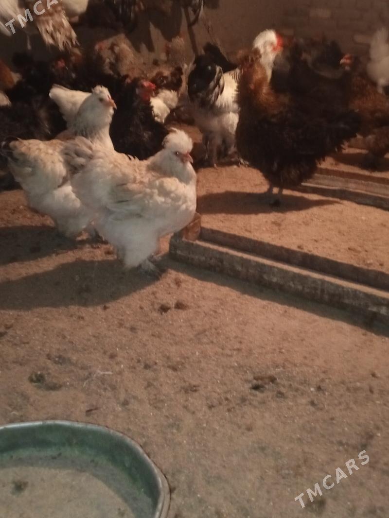 Towuk tyroýka - Мургап - img 5