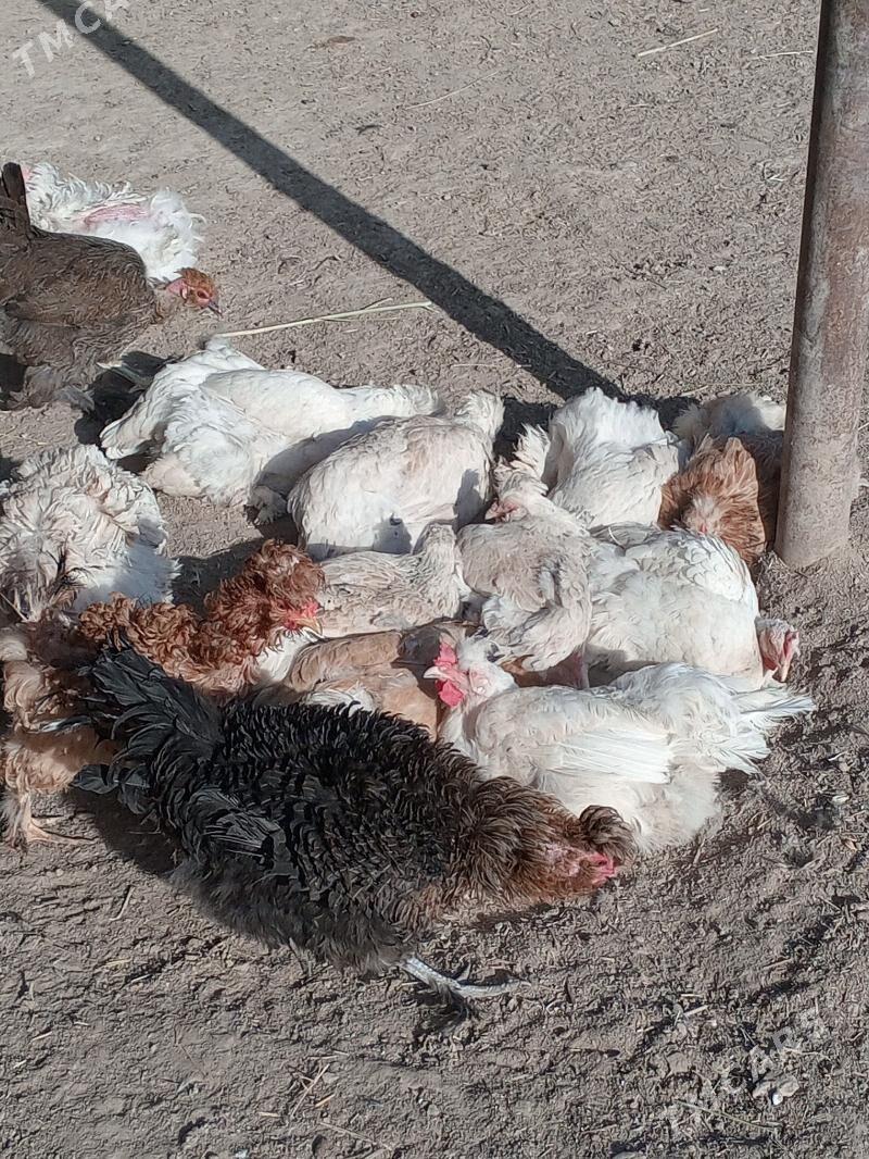 Towuk tyroýka - Мургап - img 1