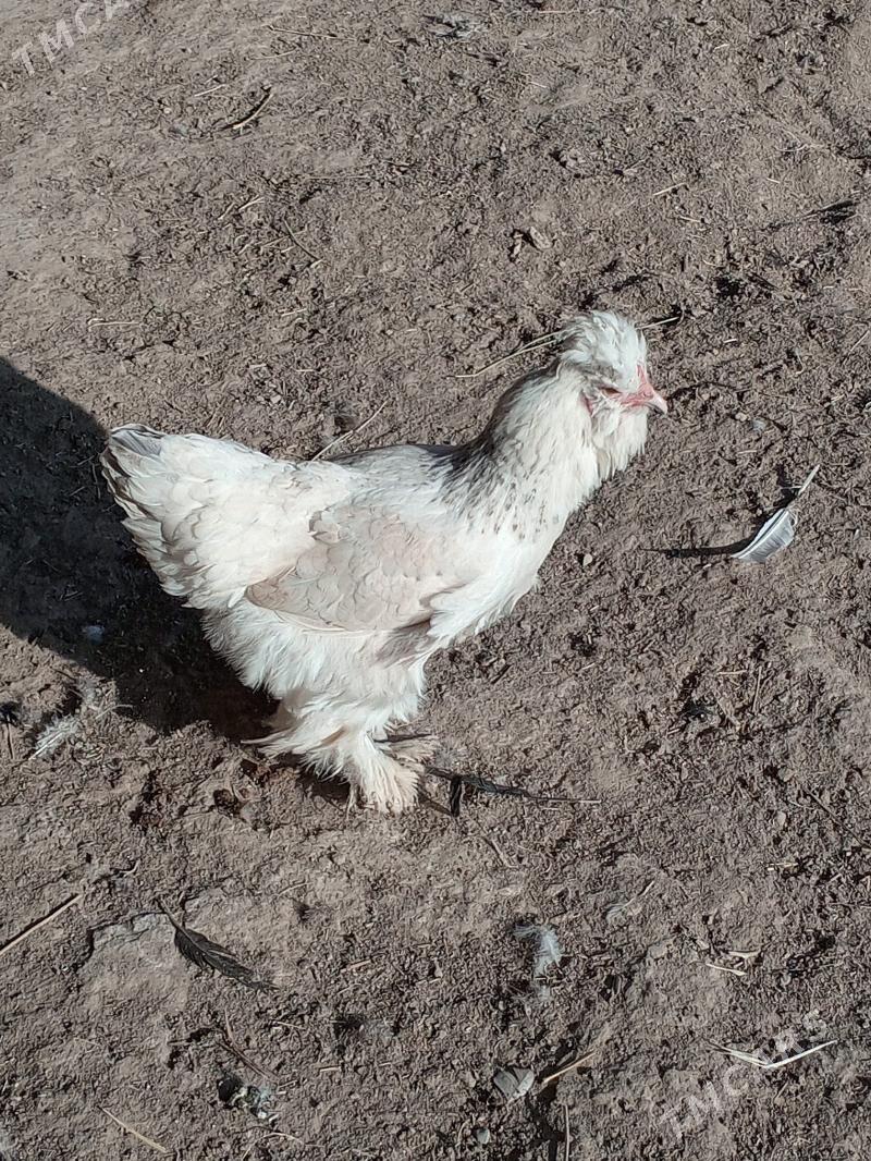 Towuk tyroýka - Мургап - img 4