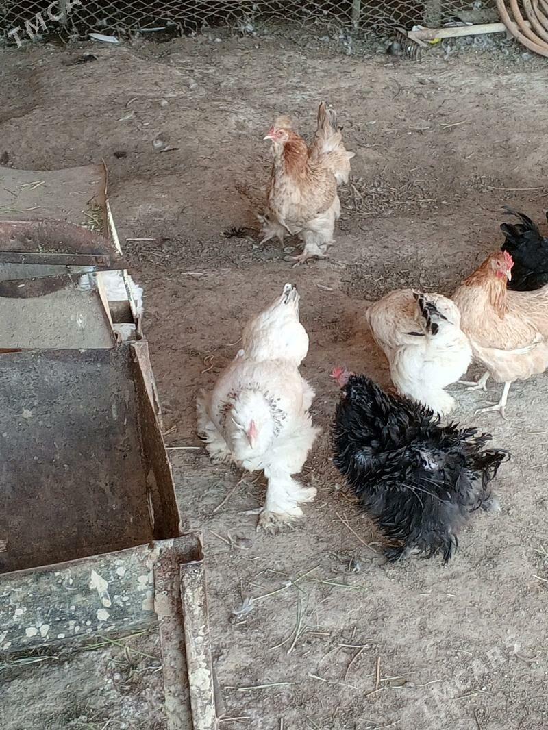 Towuk tyroýka - Мургап - img 9