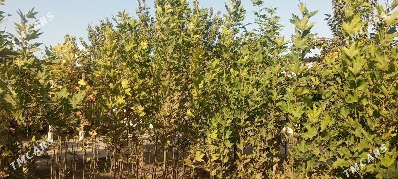 çynar - Ýanbaş - img 2