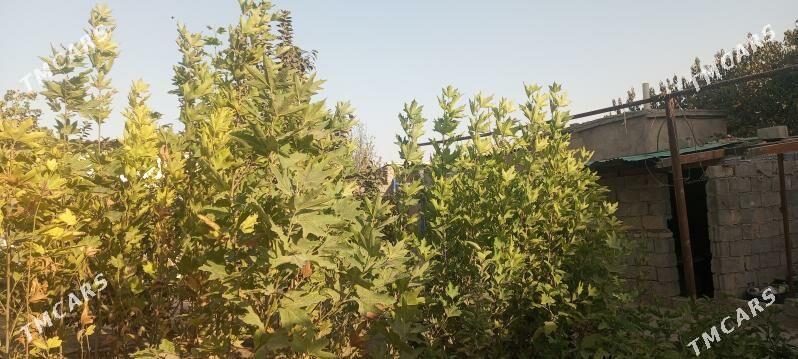 çynar - Ýanbaş - img 4