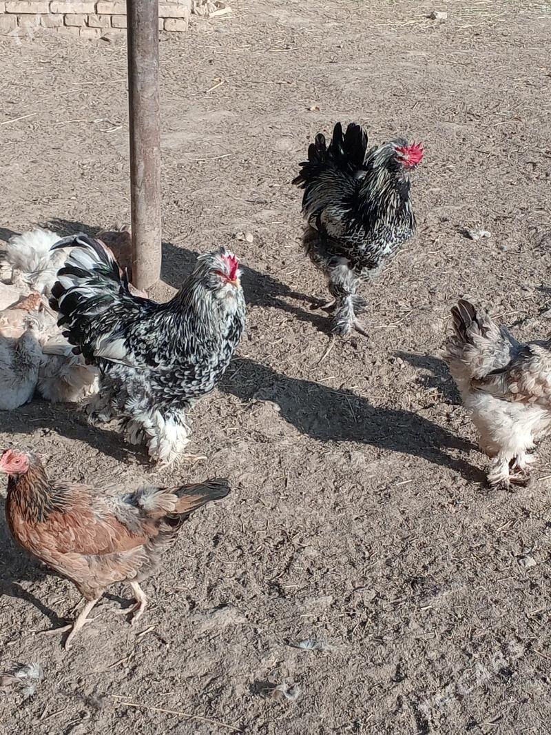 Towuk tyroýka - Мургап - img 2