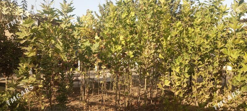 çynar - Ýanbaş - img 3