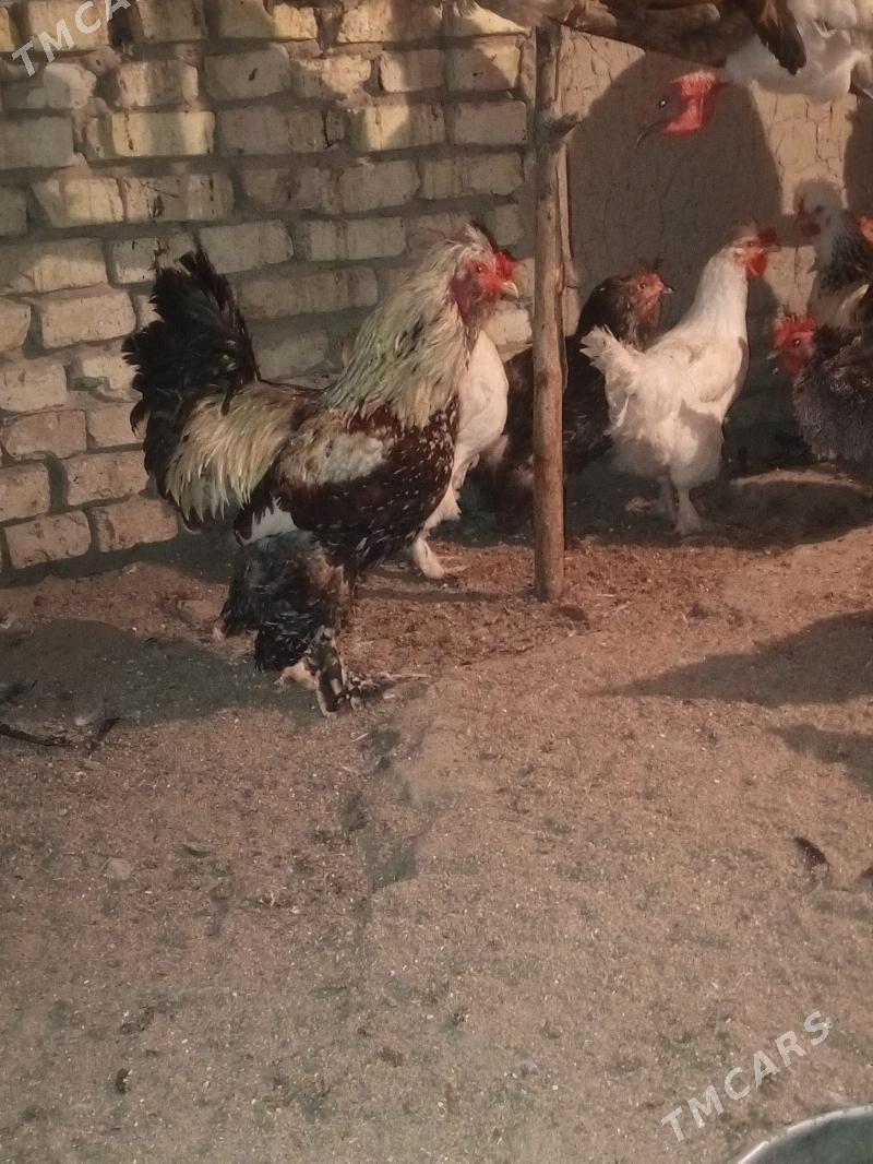 Towuk tyroýka - Мургап - img 7