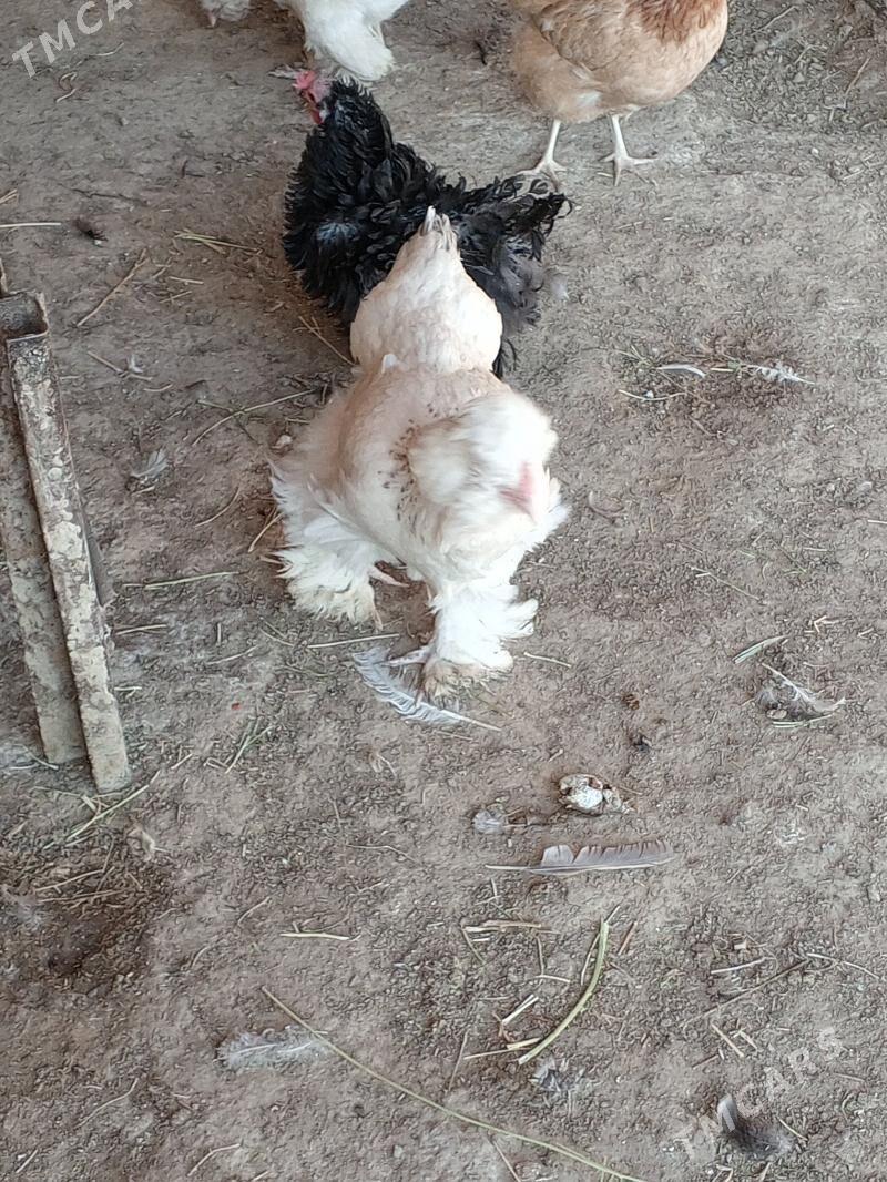 Towuk tyroýka - Мургап - img 3