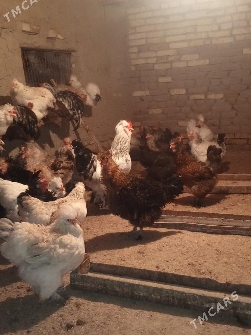 Towuk tyroýka - Мургап - img 8