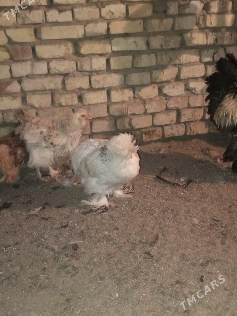 Towuk tyroýka - Мургап - img 6