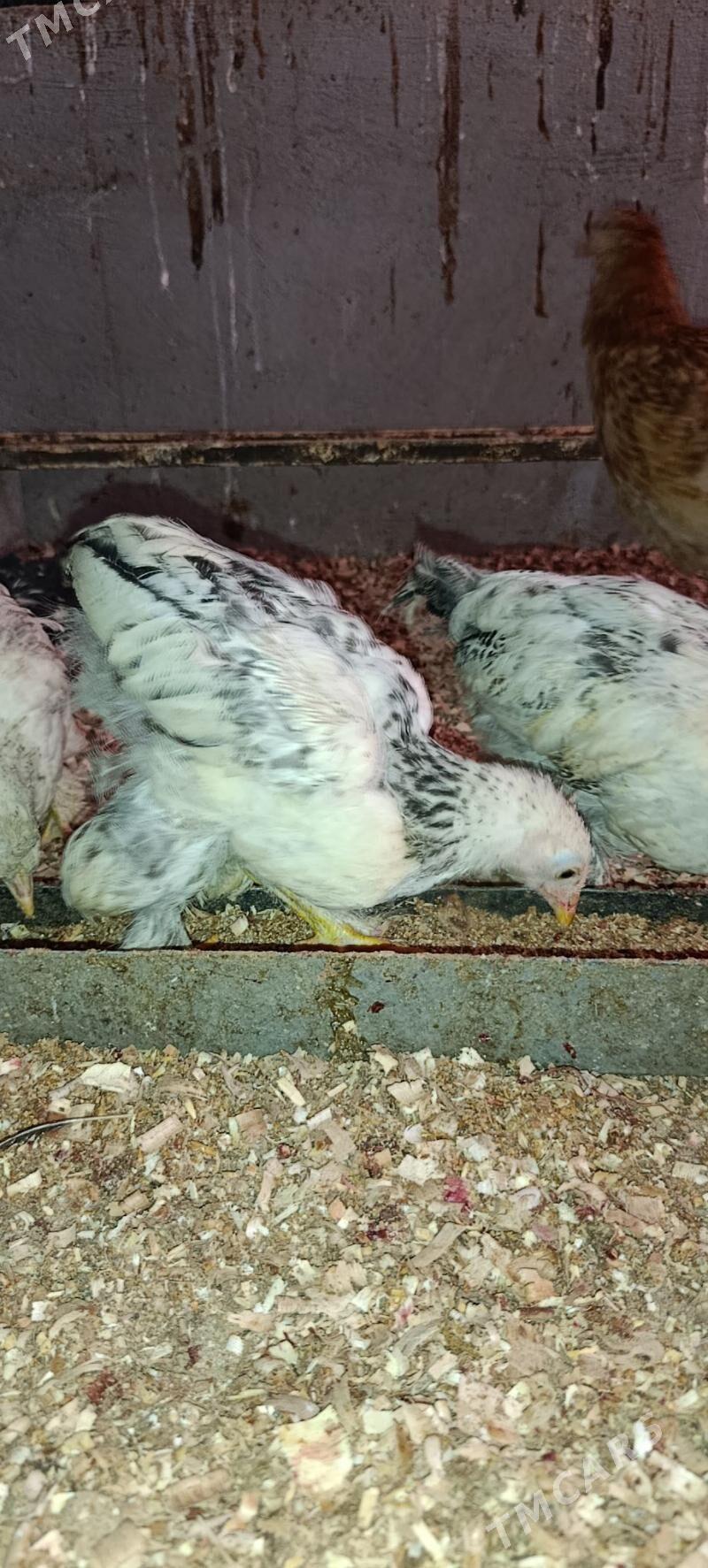 bolgar jüje - Aşgabat - img 4