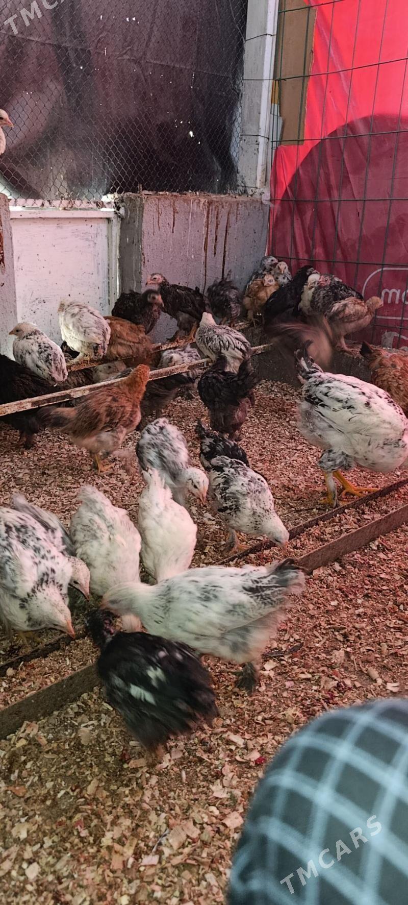 bolgar jüje - Aşgabat - img 2