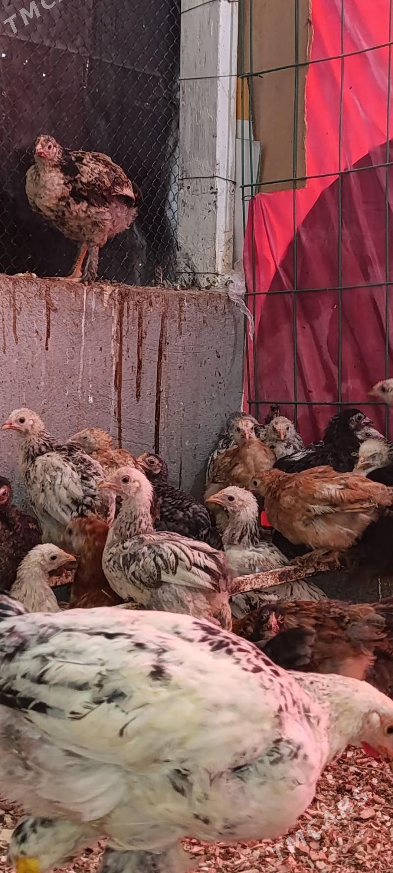 bolgar jüje - Aşgabat - img 3