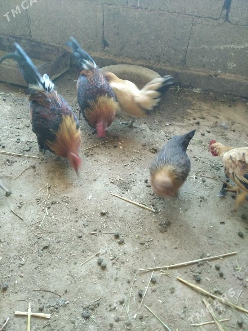 Карлик - Ашхабад - img 2