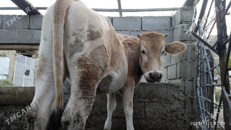 tuwe,sywes, - Bäherden - img 3